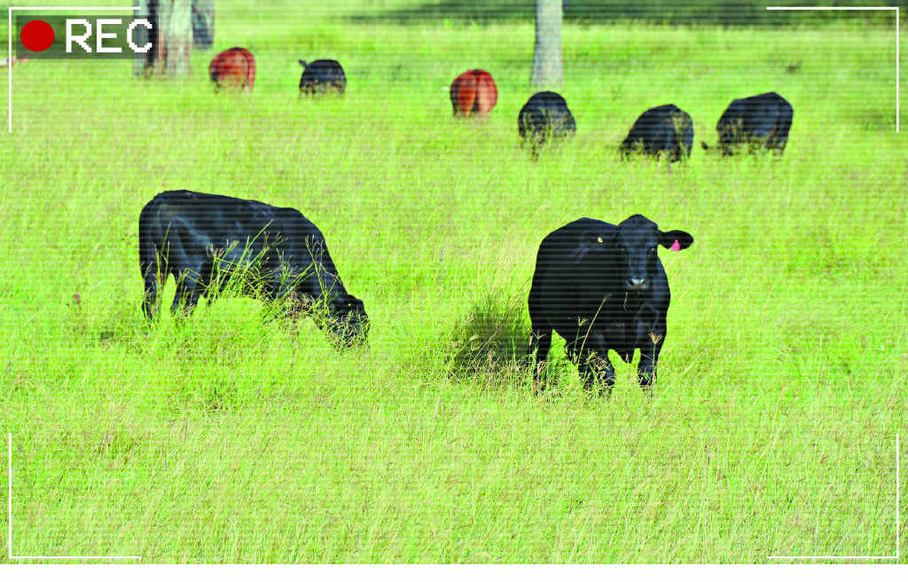 LIVESTOCK THEFT: Police urge producers to stay vigilant, and recommend the use of security cameras. LIVESTOCK THEFT: Police urge producers to stay vigilant, and recommend the use of security cameras.